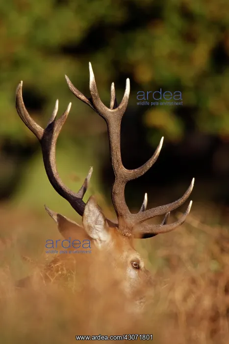 : Red Deer (Cervus elaphus) stag lying in bracken : Red Deer (Cervus elaphus) stag lying in bracken