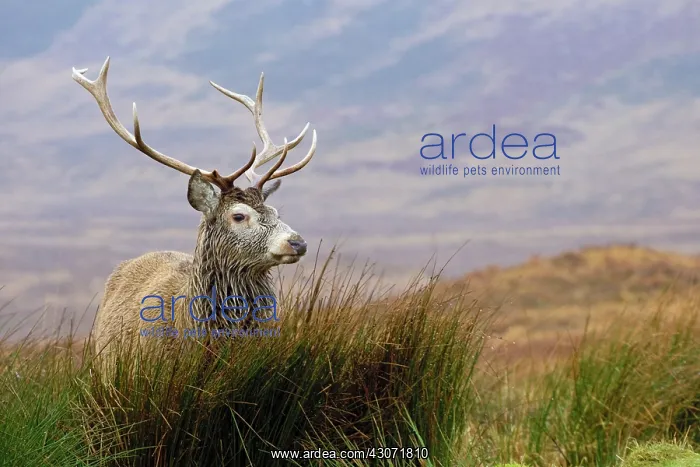 : Red Deer (Cervus elaphus) standing in mountain landscape : Red Deer (Cervus elaphus) standing in mountain landscape