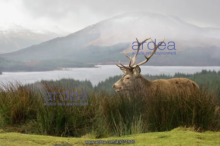 : Red Deer (Cervus elaphus) standing in mountain landscape : Red Deer (Cervus elaphus) standing in mountain landscape