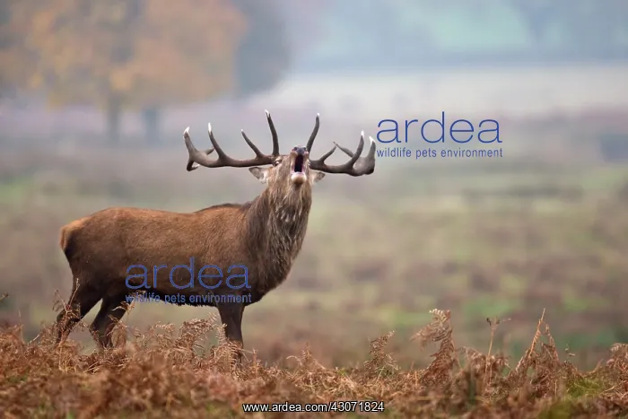: Red Deer (Cervus elaphus) stag bellowing : Red Deer (Cervus elaphus) stag bellowing
