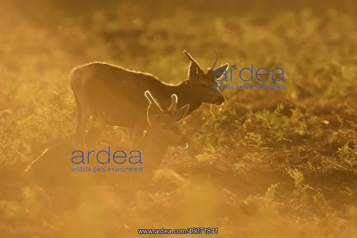 : Red Deer (Cervus elaphus) stags standing and lying in bracken : Red Deer (Cervus elaphus) stags standing and lying in bracken