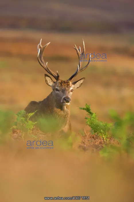 : Red Deer (Cervus elaphus) stag lying in bracken : Red Deer (Cervus elaphus) stag lying in bracken