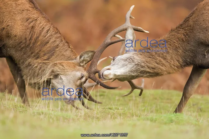 : Red Deer (Cervus elaphus) stags fighting : Red Deer (Cervus elaphus) stags fighting