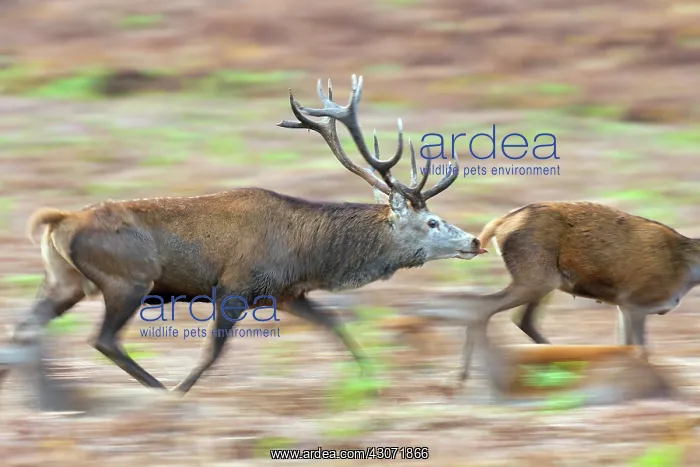 : Red Deer (Cervus elaphus) stag chasing doe : Red Deer (Cervus elaphus) stag chasing doe