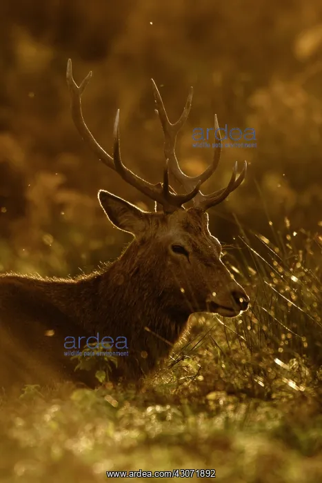: Red Deer (Cervus elaphus) stag lying in bracken : Red Deer (Cervus elaphus) stag lying in bracken