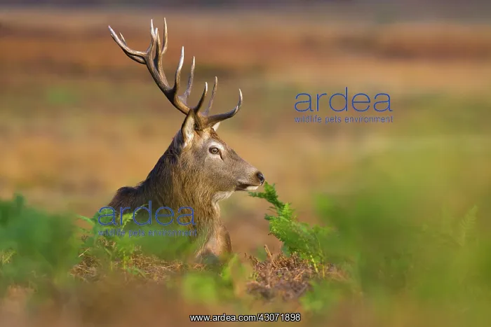 : Red Deer (Cervus elaphus) stag lying in bracken : Red Deer (Cervus elaphus) stag lying in bracken