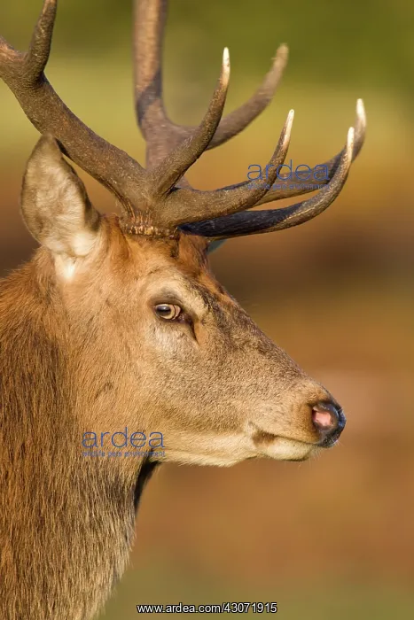 : Red Deer (Cervus elaphus) stag portrait : Red Deer (Cervus elaphus) stag portrait