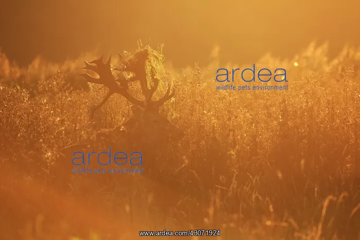 : Red Deer (Cervus elaphus) stag standing in unidentified vegetation in backlight : Red Deer (Cervus elaphus) stag standing in unidentified vegetation in backlight