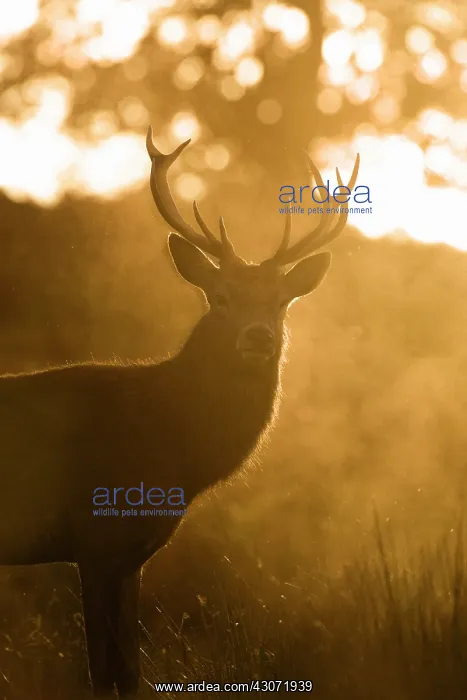 : Red Deer (Cervus elaphus) stag standing in dust cloud : Red Deer (Cervus elaphus) stag standing in dust cloud