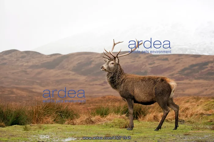 : Red Deer (Cervus elaphus) stag standing in mountain landscape : Red Deer (Cervus elaphus) stag standing in mountain landscape