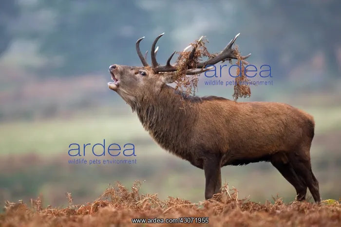: Red Deer (Cervus elaphus) stag bellowing in bracken : Red Deer (Cervus elaphus) stag bellowing in bracken
