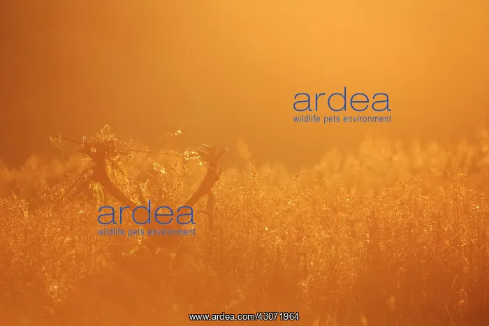 : Red Deer (Cervus elaphus) stag standing in unidentified vegetation in backlight : Red Deer (Cervus elaphus) stag standing in unidentified vegetation in backlight