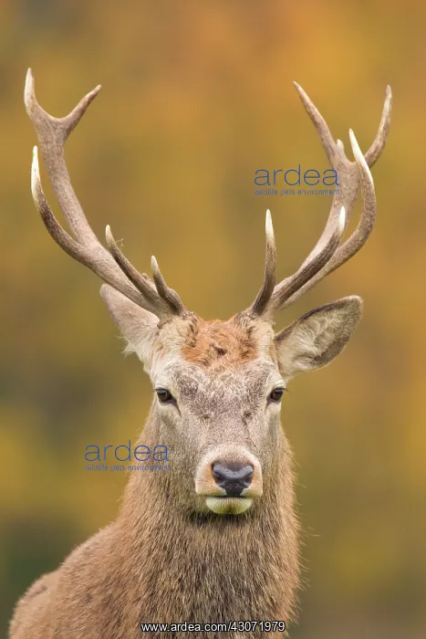 : Red Deer (Cervus elaphus) stag portrait : Red Deer (Cervus elaphus) stag portrait
