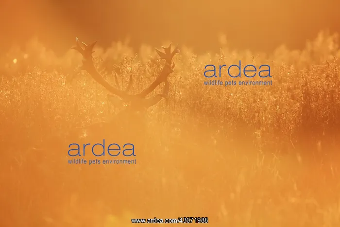 : Red Deer (Cervus elaphus) stag standing in unidentified vegetation in backlight : Red Deer (Cervus elaphus) stag standing in unidentified vegetation in backlight
