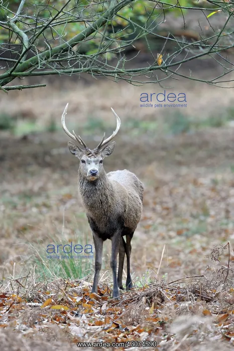  : Red Deer. Red deer (Cervus elaphus) looking at camera