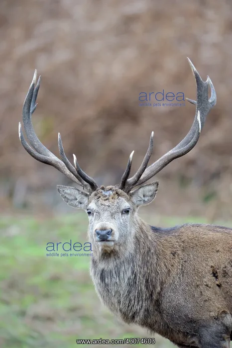 : Red Deer. Red deer (Cervus elaphus) looking at camera : Red Deer. Red deer (Cervus elaphus) looking at camera