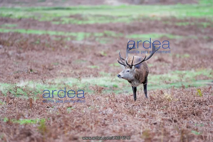 : Red Deer. Red deer (Cervus elaphus) on plain : Red Deer. Red deer (Cervus elaphus) on plain