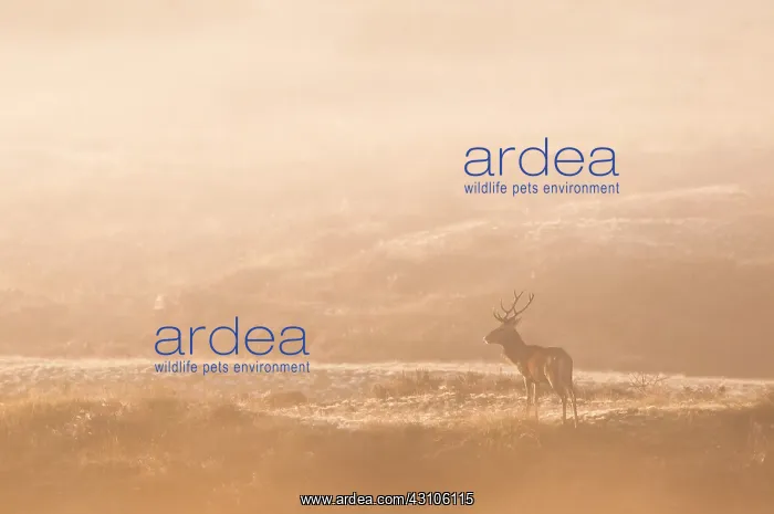 : Red Deer (Cervus elaphus) stag in mist and bright backlight : Red Deer (Cervus elaphus) stag in mist and bright backlight