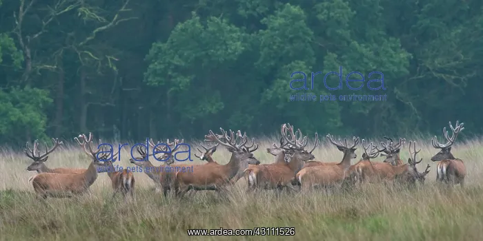 : Red Deer. Large group of Red Deer (Cervus elaphus) stags with velvet antlers : Red Deer. Large group of Red Deer (Cervus elaphus) stags with velvet antlers