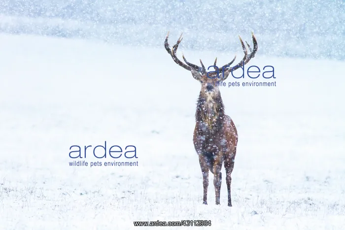 : Red Deer. A male Red Deer (Cervus elaphus) stangs amongst falling snow : Red Deer. A male Red Deer (Cervus elaphus) stangs amongst falling snow