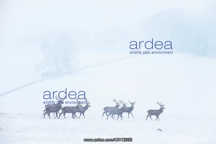 : Red Deer. A group of male Red Deer (Cervus elaphus) running through a snowy scene : Red Deer. A group of male Red Deer (Cervus elaphus) running through a snowy scene
