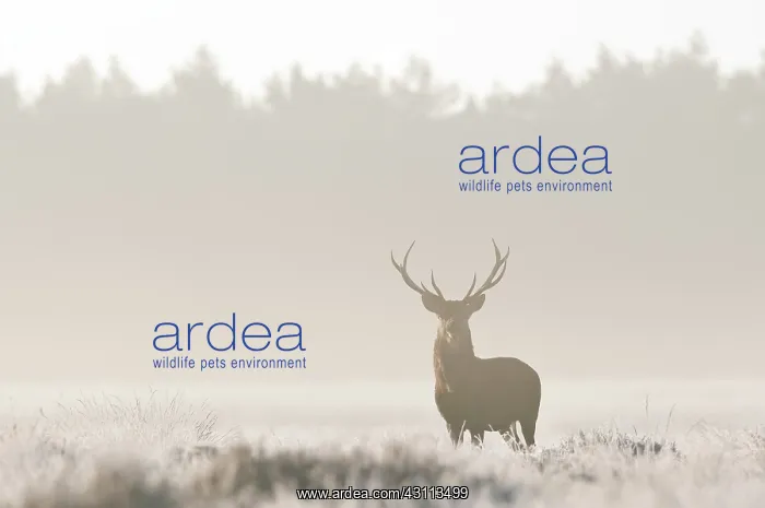 : Red Deer (Cervus elaphus) stag standing in a hoarfrost field in bright backlight : Red Deer (Cervus elaphus) stag standing in a hoarfrost field in bright backlight