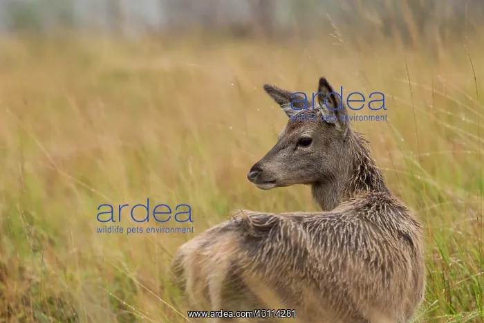 : Red Deer. Portrait of a Red Deer (Cervus elaphus) hind in the rain : Red Deer. Portrait of a Red Deer (Cervus elaphus) hind in the rain