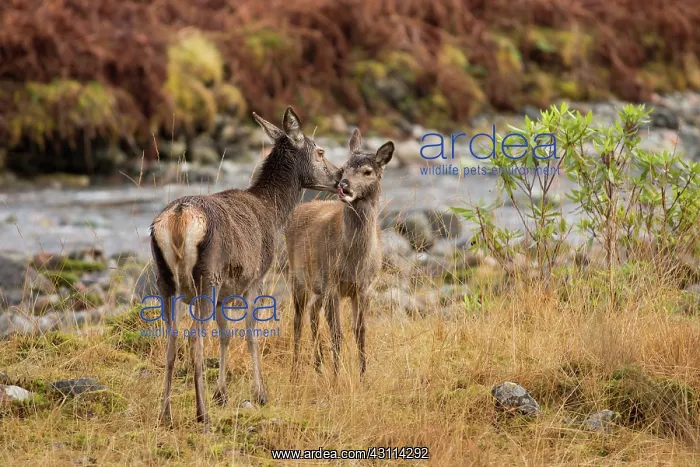 : Red Deer (Cervus elaphus) adult doe grooming her fawn at riverside : Red Deer (Cervus elaphus) adult doe grooming her fawn at riverside