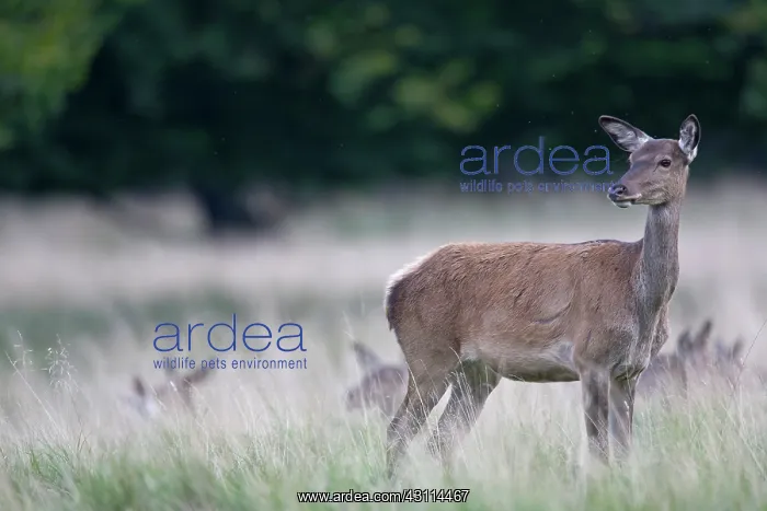 : Red Deer (Cervus elaphus) hind standing in a meadow : Red Deer (Cervus elaphus) hind standing in a meadow