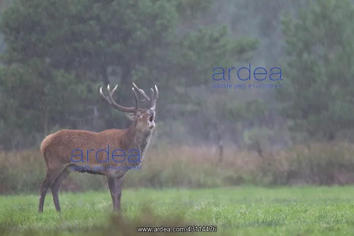 : Red Deer (Cervus elaphus) stag roaring and standing in heavy rain on a forest meadow : Red Deer (Cervus elaphus) stag roaring and standing in heavy rain on a forest meadow