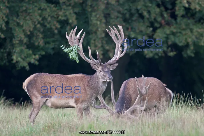 : Red Deer (Cervus elaphus) stags with velvet antlers standing in high vegetation : Red Deer (Cervus elaphus) stags with velvet antlers standing in high vegetation