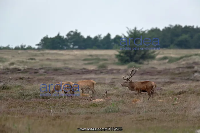 : Red Deer (Cervus elaphus) stag scenting and standing with hinds and fauns on heathland : Red Deer (Cervus elaphus) stag scenting and standing with hinds and fauns on heathland