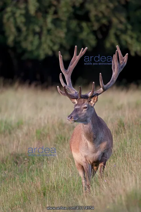 : Red Deer (Cervus elaphus) stag with velvet antler standing in high vegetation : Red Deer (Cervus elaphus) stag with velvet antler standing in high vegetation