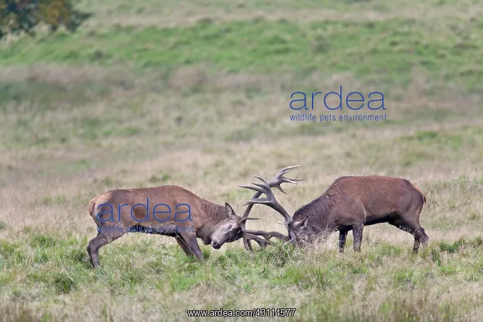: Red Deer (Cervus elaphus) stags fighting : Red Deer (Cervus elaphus) stags fighting