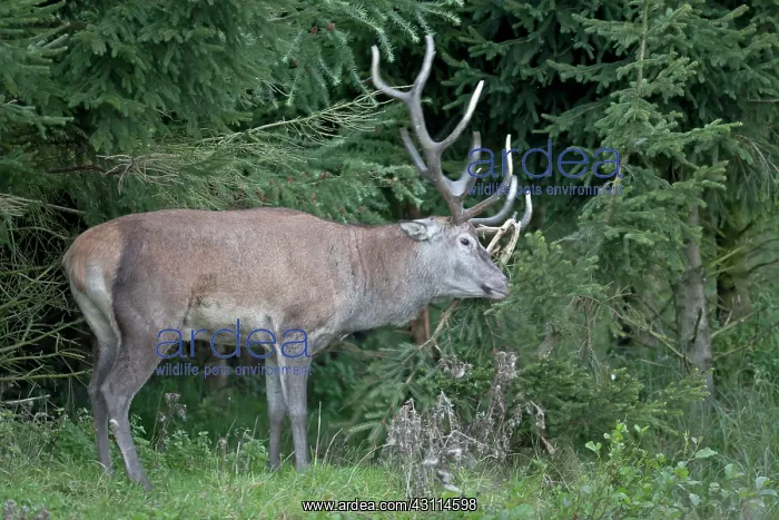 : Red Deer (Cervus elaphus) stag rubbing his antler on a spruce : Red Deer (Cervus elaphus) stag rubbing his antler on a spruce