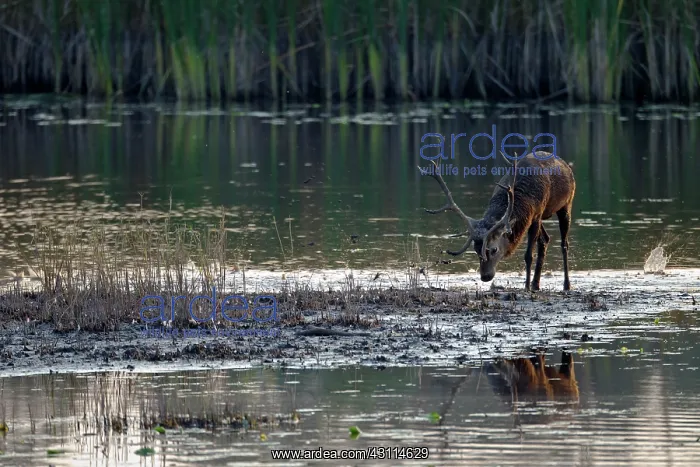 : Red Deer (Cervus elaphus) stag taking a walk along a pond : Red Deer (Cervus elaphus) stag taking a walk along a pond