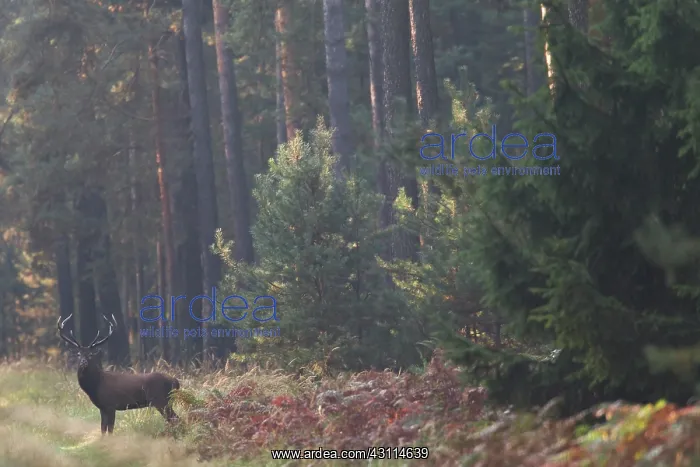 : Red Deer (Cervus elaphus) stag standing in a pine forest : Red Deer (Cervus elaphus) stag standing in a pine forest