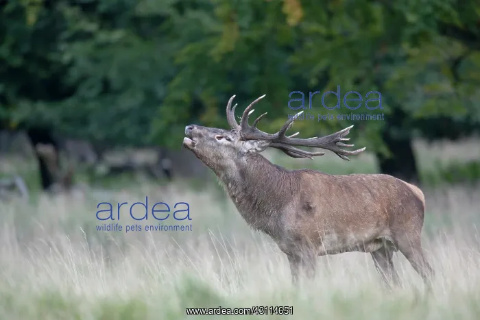 : Red Deer (Cervus elaphus) stag belling : Red Deer (Cervus elaphus) stag belling