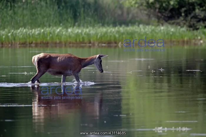 : Red Deer (Cervus elaphus) hind crossing a pond : Red Deer (Cervus elaphus) hind crossing a pond