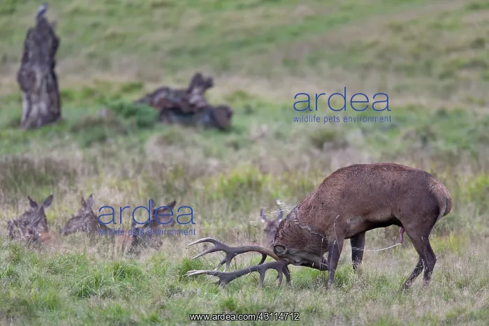 : Red Deer (Cervus elaphus) stag impressing hinds while urinating : Red Deer (Cervus elaphus) stag impressing hinds while urinating