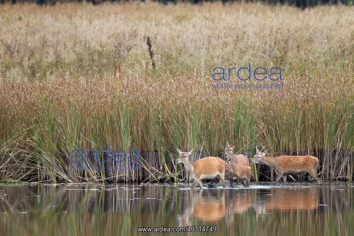 : Red Deer (Cervus elaphus) hinds crossing a pond : Red Deer (Cervus elaphus) hinds crossing a pond