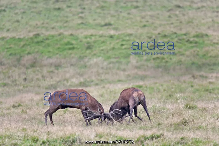 : Red Deer (Cervus elaphus) stags fighting : Red Deer (Cervus elaphus) stags fighting