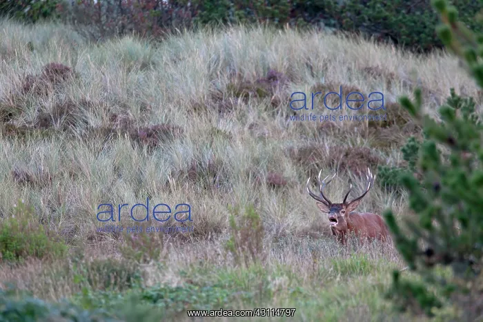 : Red Deer (Cervus elaphus) stag belling in heathland : Red Deer (Cervus elaphus) stag belling in heathland