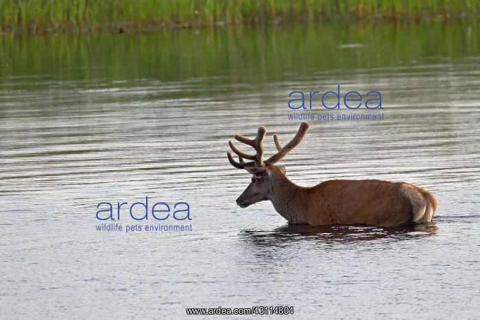 : Red Deer (Cervus elaphus) stag with velvet antlers crossing a lake : Red Deer (Cervus elaphus) stag with velvet antlers crossing a lake