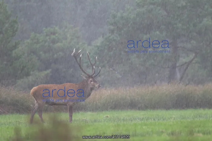  : Red Deer (Cervus elaphus) stag standing in heavy rain on a forest meadow