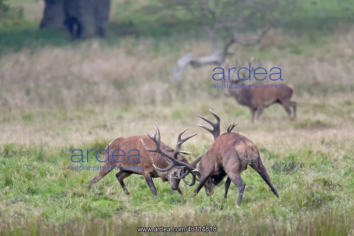: Red Deer (Cervus elaphus) stags fighting : Red Deer (Cervus elaphus) stags fighting