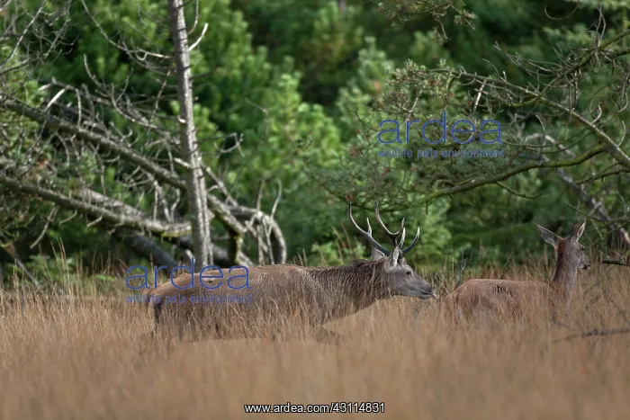: Red Deer (Cervus elaphus) young stag impressing hind : Red Deer (Cervus elaphus) young stag impressing hind