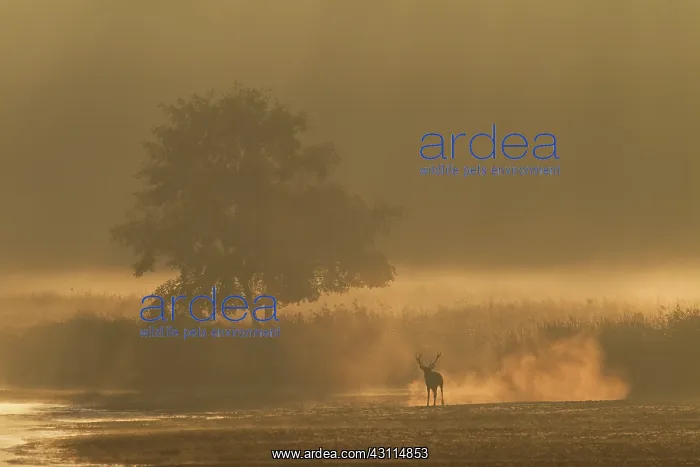 : Red Deer (Cervus elaphus) stag standing at a foggy reed belt at dawn : Red Deer (Cervus elaphus) stag standing at a foggy reed belt at dawn