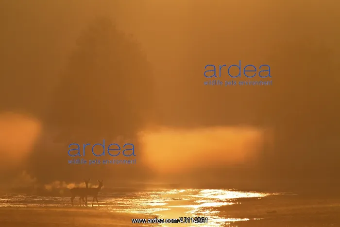 : Red Deer (Cervus elaphus) hinds standing at the edge of a small river at dawn : Red Deer (Cervus elaphus) hinds standing at the edge of a small river at dawn