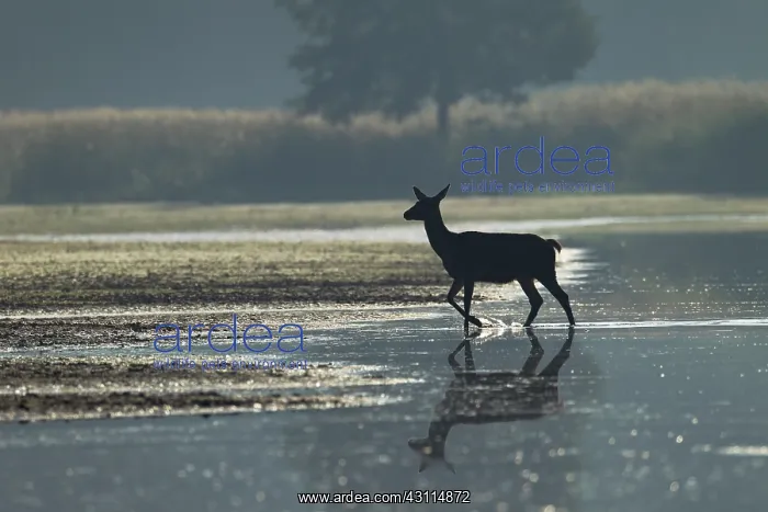 : Red Deer (Cervus elaphus) hind crossing a small river at dawn : Red Deer (Cervus elaphus) hind crossing a small river at dawn